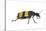 Blister Beetle (Hycleus Scabratus) Profile, Oman-Javier Aznar-Stretched Canvas