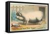 Bloated Pig-null-Framed Stretched Canvas