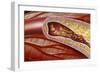 Blocked Coronary Artery, Artwork-John Bavosi-Framed Photographic Print