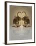 Blogpoint-Lynne Davies-Framed Photographic Print