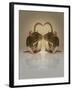 Blogpoint-Lynne Davies-Framed Photographic Print