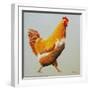 Blonde Chicken-Heidi Martin-Framed Premium Giclee Print