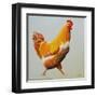 Blonde Chicken-Heidi Martin-Framed Art Print