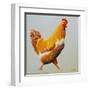 Blonde Chicken-Heidi Martin-Framed Art Print