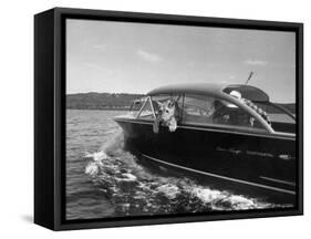 Blondie, the Pet Lion, Fascinated by the Water as She Takes Her First Ride in Chris Craft Motorboat-Joe Scherschel-Framed Stretched Canvas