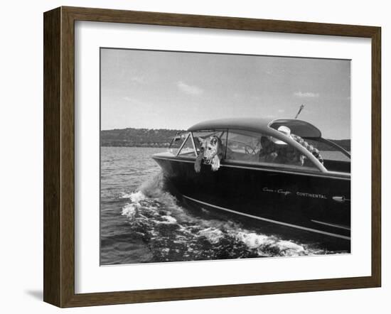 Blondie, the Pet Lion, Fascinated by the Water as She Takes Her First Ride in Chris Craft Motorboat-Joe Scherschel-Framed Photographic Print