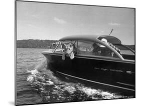 Blondie, the Pet Lion, Fascinated by the Water as She Takes Her First Ride in Chris Craft Motorboat-Joe Scherschel-Mounted Photographic Print