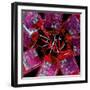 Blood Bags-Kevin Curtis-Framed Premium Photographic Print