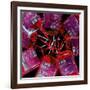 Blood Bags-Kevin Curtis-Framed Premium Photographic Print