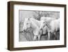 Blood brothers-Marco Carmassi-Framed Photographic Print