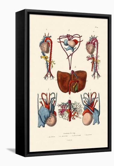 Blood Circulation, 1833-39-null-Framed Stretched Canvas