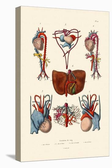 Blood Circulation, 1833-39-null-Stretched Canvas