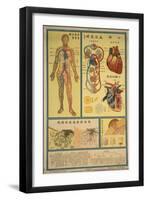 Blood Circulation and Coagulation-null-Framed Art Print