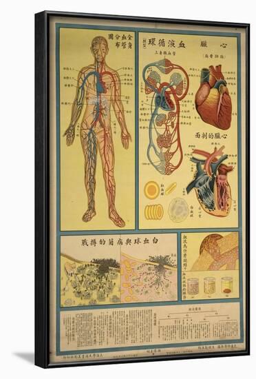 Blood Circulation and Coagulation-null-Framed Art Print