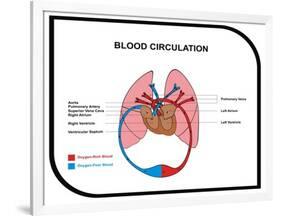 Blood Circulation (Human Body)-udaix-Framed Art Print
