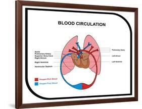 Blood Circulation (Human Body)-udaix-Framed Art Print