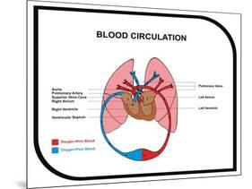 Blood Circulation (Human Body)-udaix-Mounted Art Print