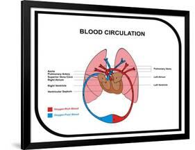 Blood Circulation (Human Body)-udaix-Framed Art Print