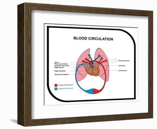 Blood Circulation (Human Body)-udaix-Framed Art Print