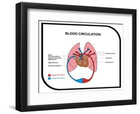 Blood Circulation (Human Body)-udaix-Framed Art Print