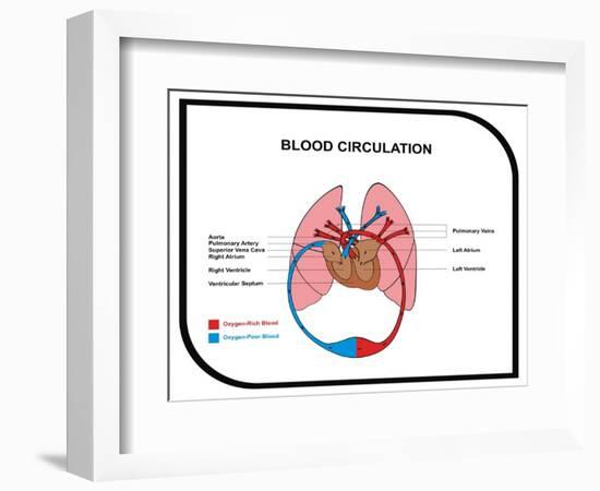 Blood Circulation (Human Body)-udaix-Framed Art Print