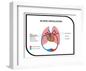 Blood Circulation (Human Body)-udaix-Framed Art Print