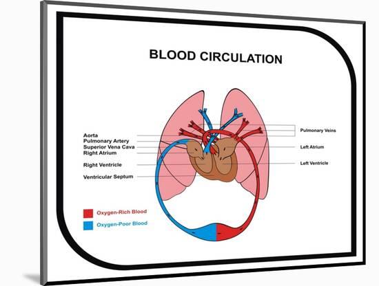 Blood Circulation (Human Body)-udaix-Mounted Art Print