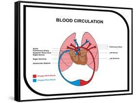 Blood Circulation (Human Body)-udaix-Framed Stretched Canvas