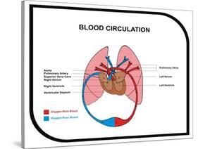 Blood Circulation (Human Body)-udaix-Stretched Canvas