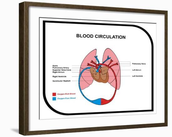 Blood Circulation (Human Body)-udaix-Framed Art Print