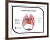 Blood Circulation (Human Body)-udaix-Framed Art Print