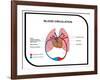 Blood Circulation (Human Body)-udaix-Framed Art Print