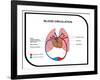 Blood Circulation (Human Body)-udaix-Framed Art Print