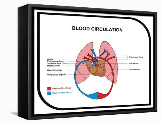 Blood Circulation (Human Body)-udaix-Framed Stretched Canvas