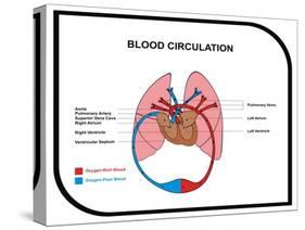 Blood Circulation (Human Body)-udaix-Stretched Canvas