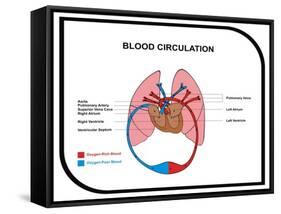 Blood Circulation (Human Body)-udaix-Framed Stretched Canvas