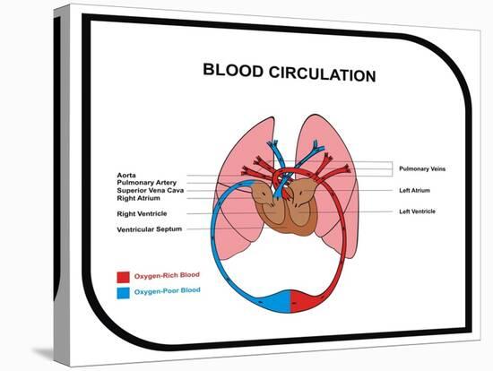Blood Circulation (Human Body)-udaix-Stretched Canvas