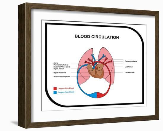 Blood Circulation (Human Body)-udaix-Framed Art Print