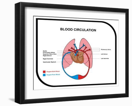 Blood Circulation (Human Body)-udaix-Framed Art Print