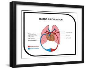 Blood Circulation (Human Body)-udaix-Framed Art Print