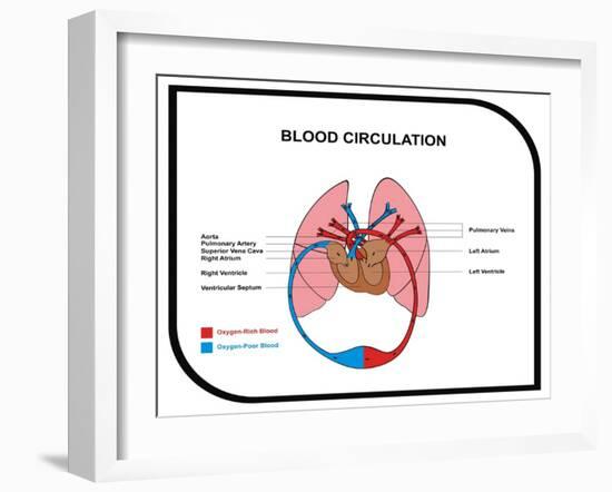 Blood Circulation (Human Body)-udaix-Framed Art Print