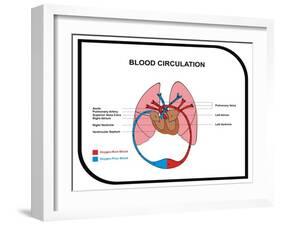 Blood Circulation (Human Body)-udaix-Framed Art Print