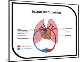 Blood Circulation (Human Body)-udaix-Mounted Art Print