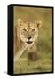 Blood-Covered Lioness-null-Framed Stretched Canvas