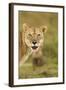 Blood-Covered Lioness-null-Framed Photographic Print