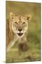 Blood-Covered Lioness-null-Mounted Photographic Print