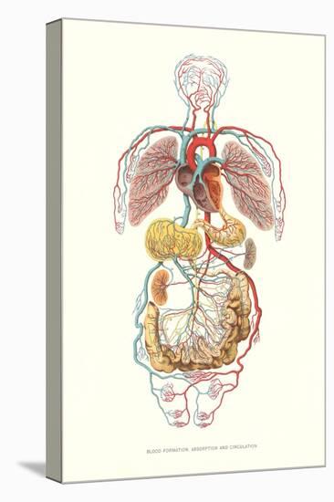 Blood Formation and Circulation-null-Stretched Canvas