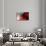 Blood Like Lemonade-Paulo Abrantes-Stretched Canvas displayed on a wall