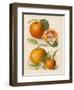 Blood Orange (With Blossom) Sustain Tangierine (Sic, Now Ka Tangerine) (With Blossom)-null-Framed Art Print