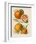 Blood Orange (With Blossom) Sustain Tangierine (Sic, Now Ka Tangerine) (With Blossom)-null-Framed Art Print